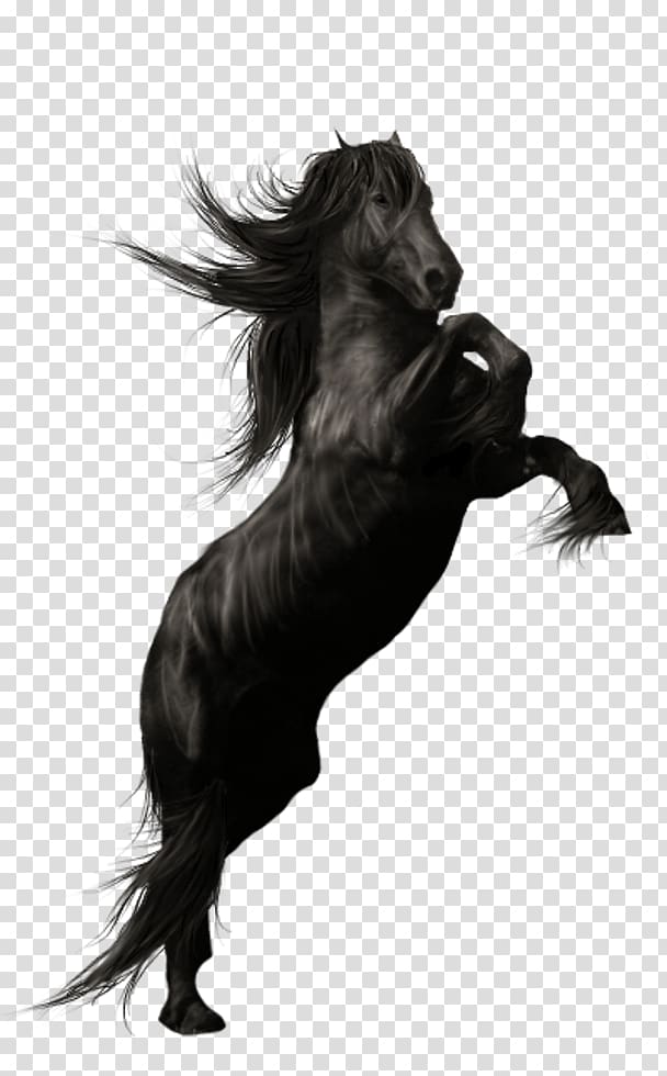 Friesian horse Andalusian horse American Quarter Horse Stallion, others transparent background PNG clipart