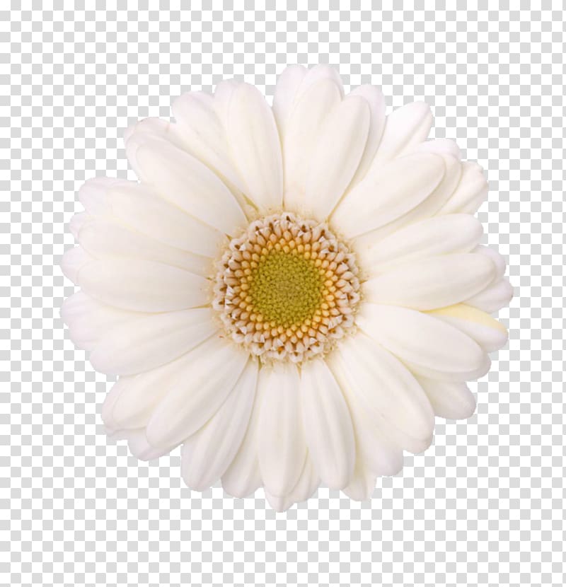 Chrysanthemum Child care Oxeye daisy Transvaal daisy Pre-kindergarten, Margarita transparent background PNG clipart