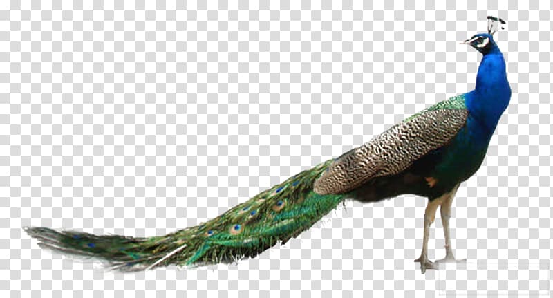 Peafowl , Pretty Peacock transparent background PNG clipart