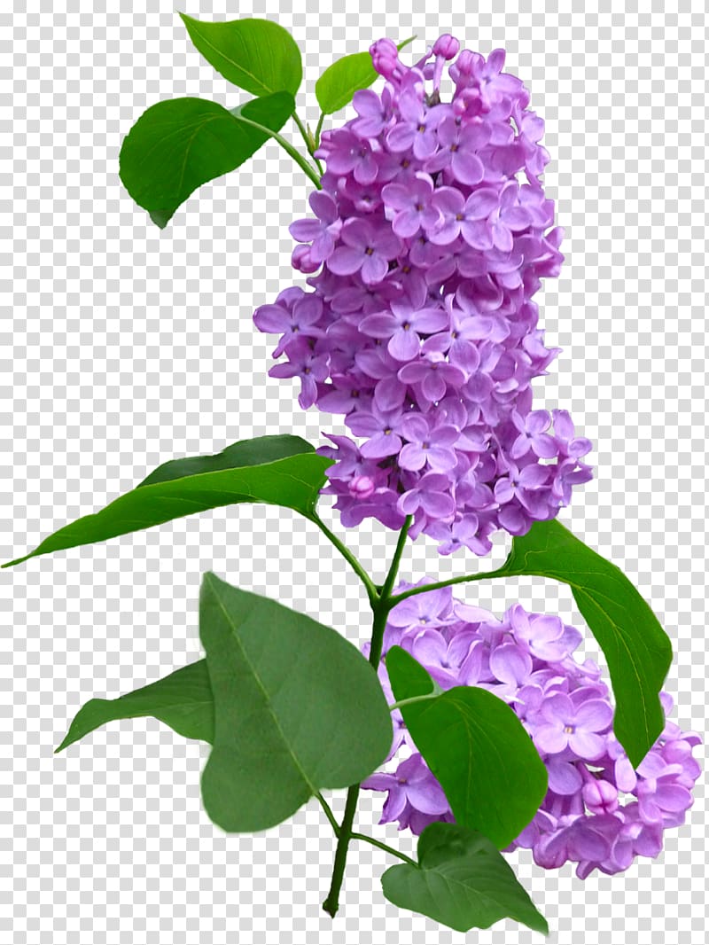 Lilac Violet Flower Purple Plant, lilac transparent background PNG clipart