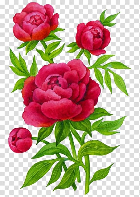Garden roses Peony Flower Child Lilium, цветы transparent background PNG clipart