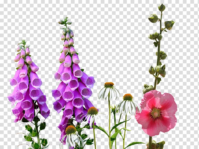 Wildflower, wild flowers transparent background PNG clipart