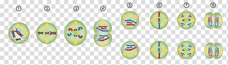 Meiosis Mitosis Prophase Chromosome Cell division, others transparent background PNG clipart
