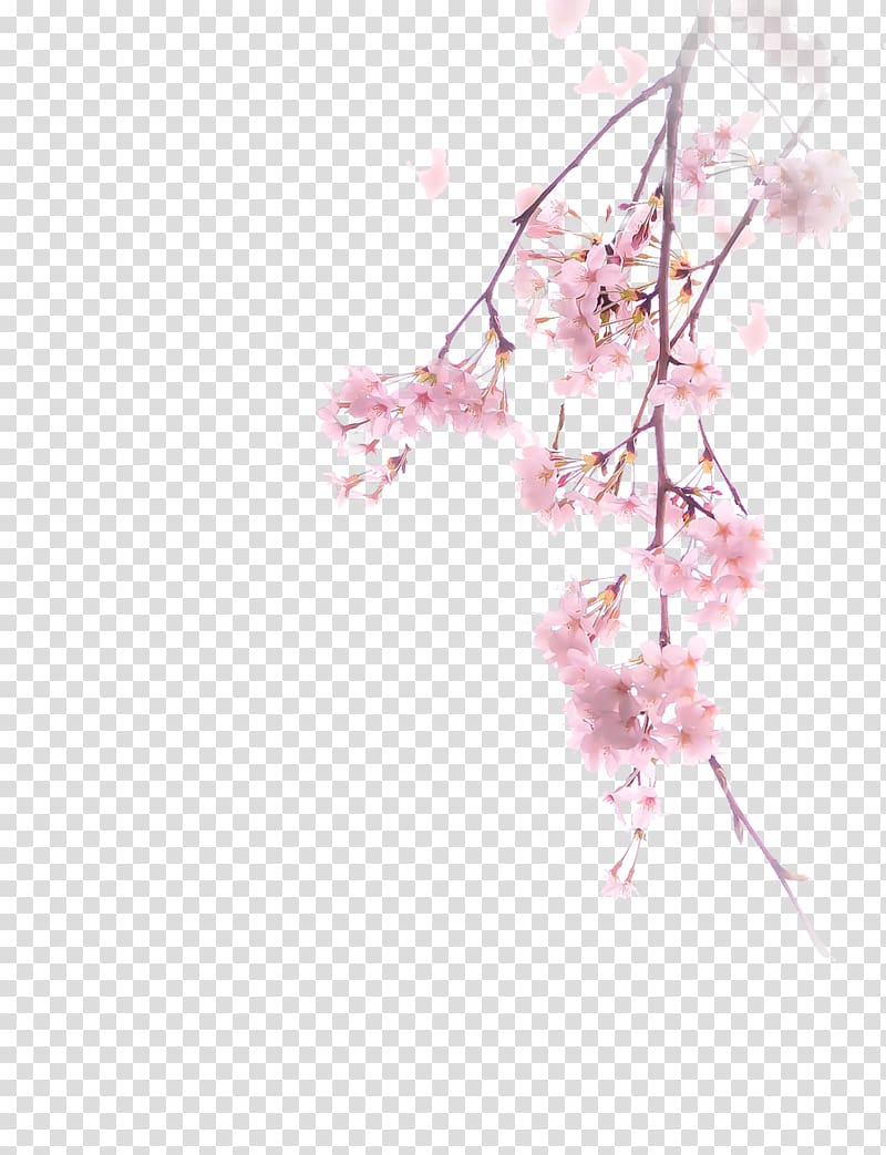 National Cherry Blossom Festival Branch, Fashion ilustration transparent background PNG clipart