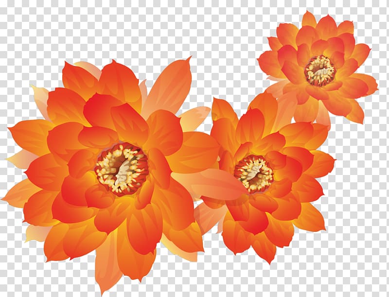 Frames , gazania transparent background PNG clipart