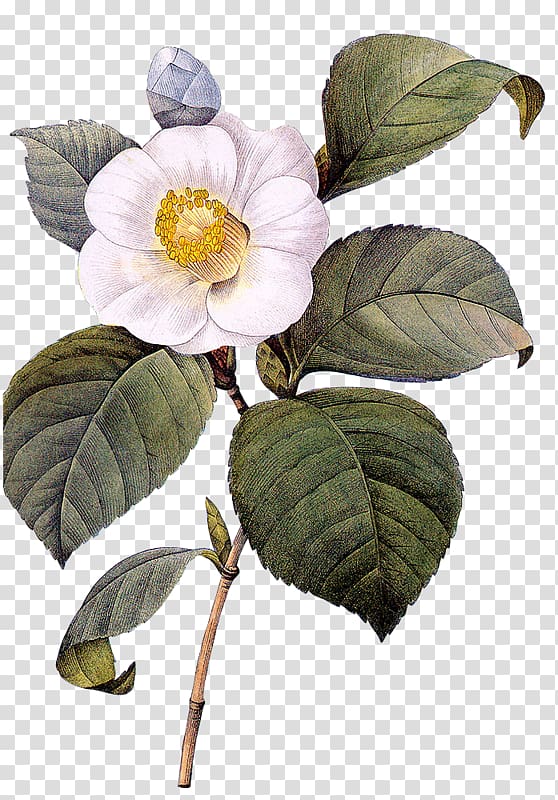 Paper Botanical illustration Printing Japanese camellia, flower transparent background PNG clipart