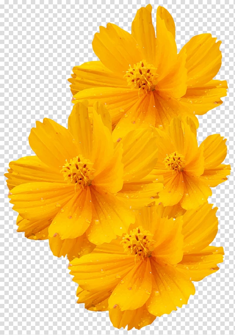 yellow flowers, Cosmos sulphureus Cosmos bipinnatus Yellow Flower Euclidean , Shiny flower yellow transparent background PNG clipart