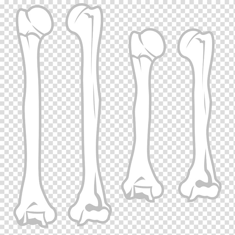 Humerus Human body Arm Human leg Joint, bone transparent background PNG clipart