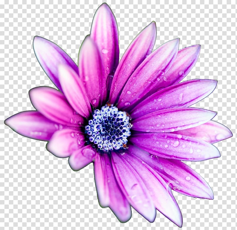 Flower High-definition television Display resolution Common daisy , Purple daisies transparent background PNG clipart