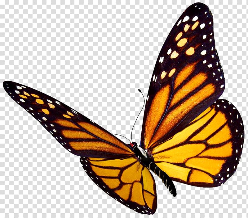 Monarch butterfly Insect , watercolor butterfly transparent background PNG clipart