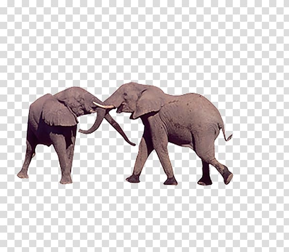 African elephant Indian elephant, Elephants fighting transparent background PNG clipart