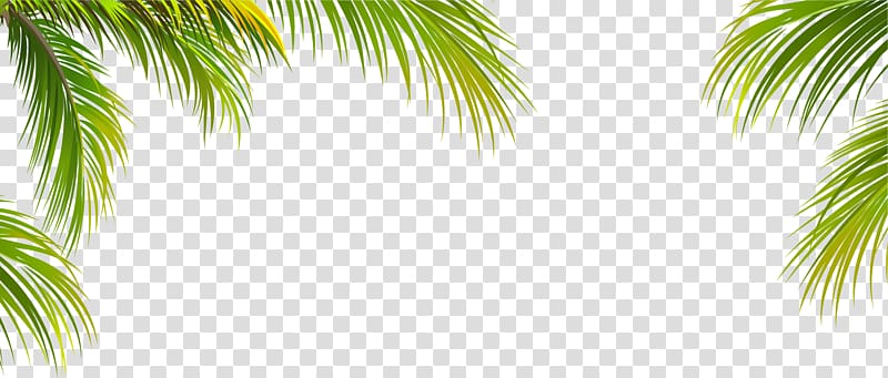 green coconut leaf border texture transparent background PNG clipart