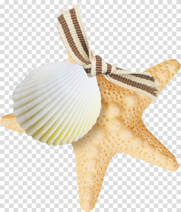 Seashell Starfish, seashell transparent background PNG clipart