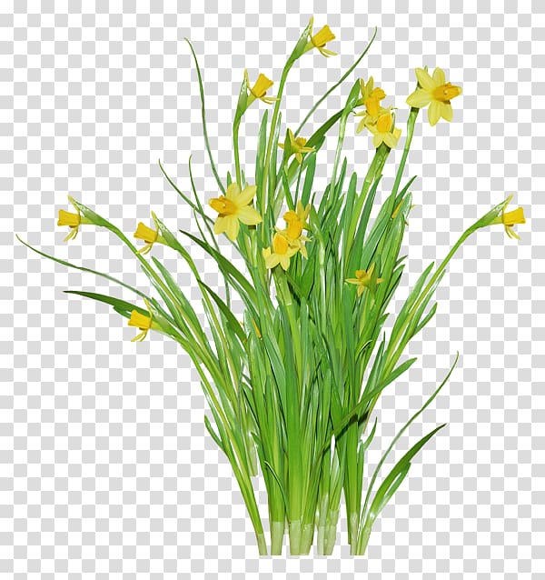 Jonquille Flower Daffodil , Narcissus transparent background PNG clipart