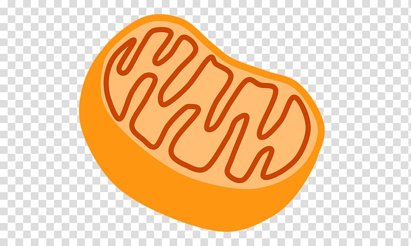 mitochondria clipart color