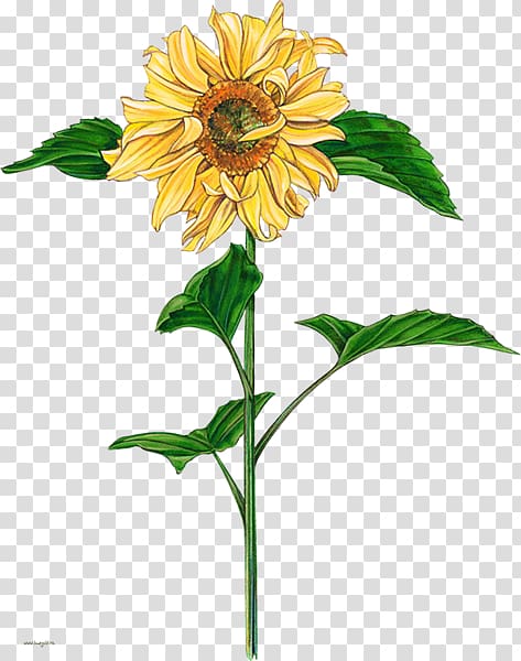 Common sunflower Watercolor painting, others transparent background PNG ...