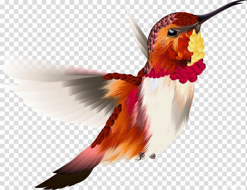 Hummingbird, birds transparent background PNG clipart | HiClipart