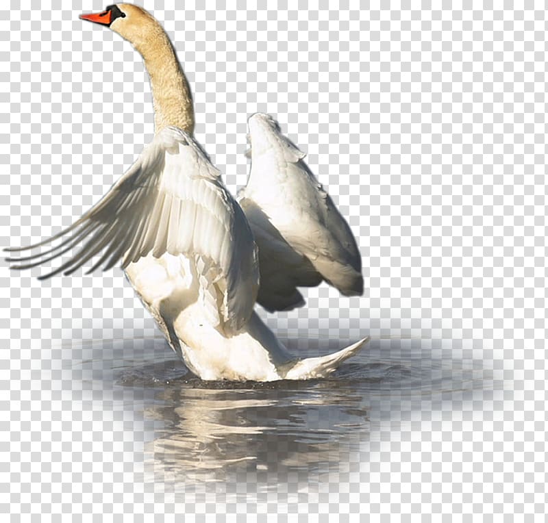 Cygnini Duck Goose Bird Waterfowl, swan transparent background PNG clipart