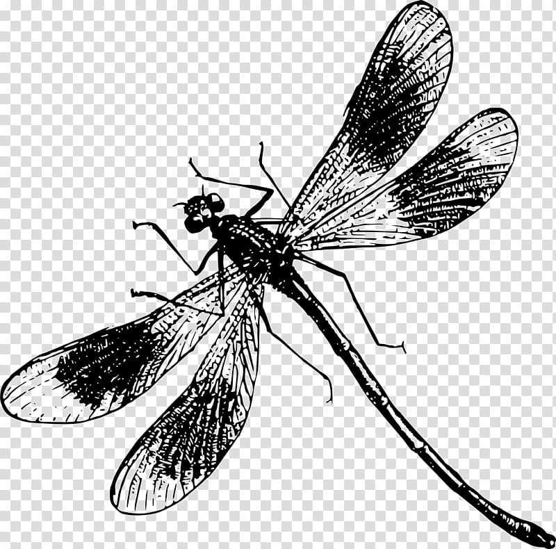 dragonfly clip art black and white