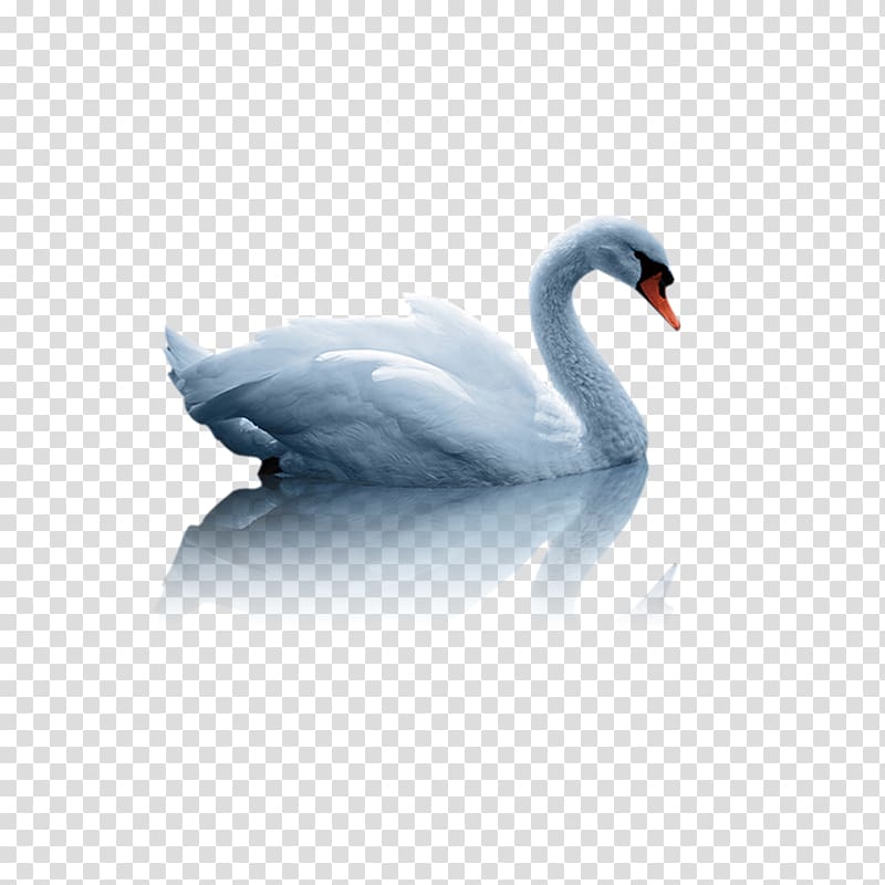 white swan illustration, Mute swan Duck White Swan, swan transparent background PNG clipart