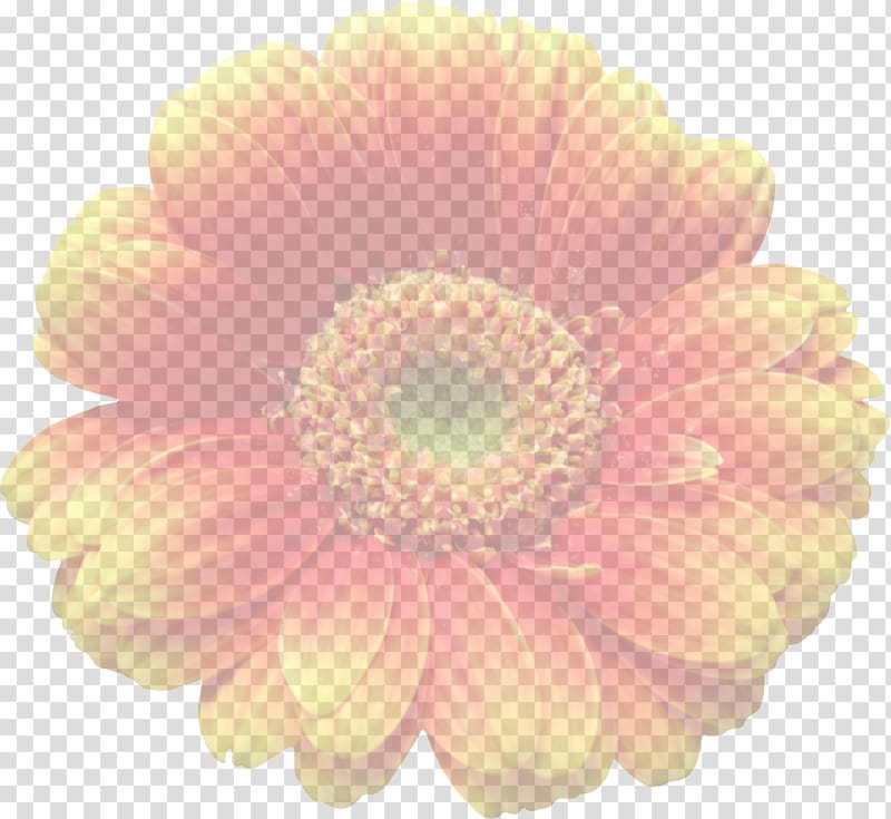 Transvaal daisy Cut flowers Transparency and translucency, gerbera transparent background PNG clipart
