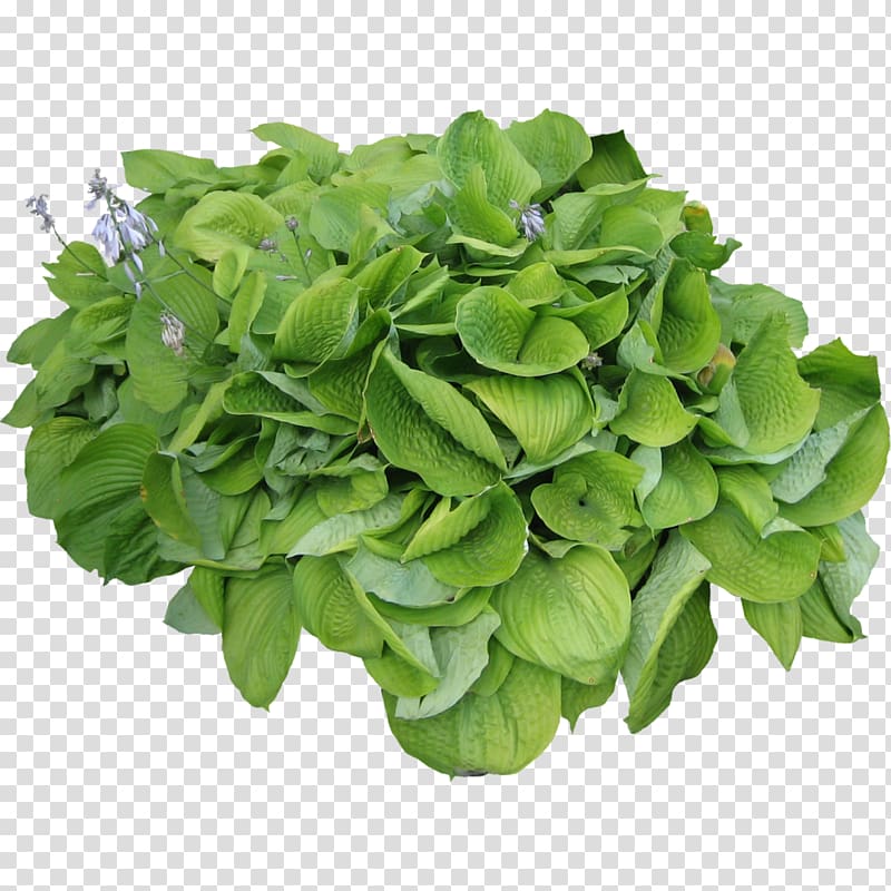 Shrub Tree Plant, bushes transparent background PNG clipart