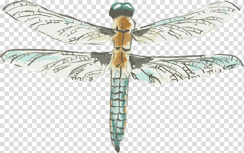 Dragonfly Watercolor painting Drawing, Dragonfly element transparent background PNG clipart