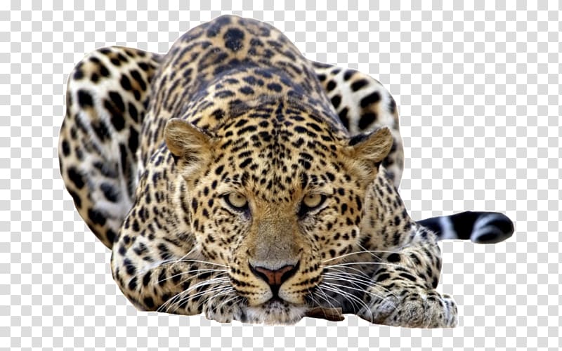 Leopard transparent background PNG clipart