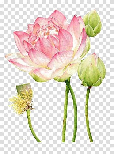 lotus transparent background PNG clipart