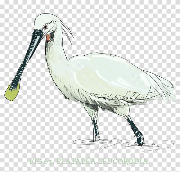 Ibis Bird Stork Beak Fauna, Spoon Salt transparent background PNG clipart