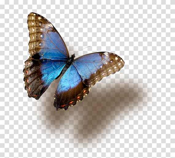 Butterfly Insect Blue morpho, butterfly transparent background PNG clipart