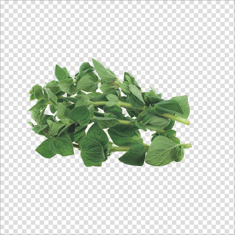 Herb Oregano Marjoram Thyme, Herbs transparent background PNG clipart