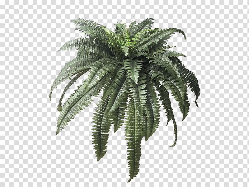 Maidenhair fern Leaf Plant Arecaceae, boston Fern transparent background PNG clipart