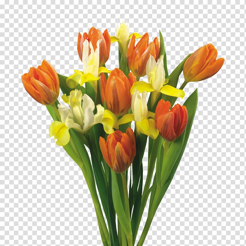 Flower bouquet Tulip, apricot transparent background PNG clipart