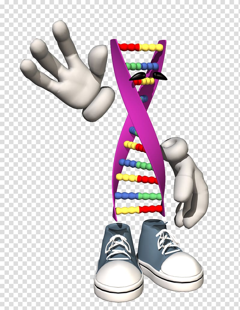 Human Genome Project DNA Nucleic acid double helix Cell, all the way peers transparent background PNG clipart