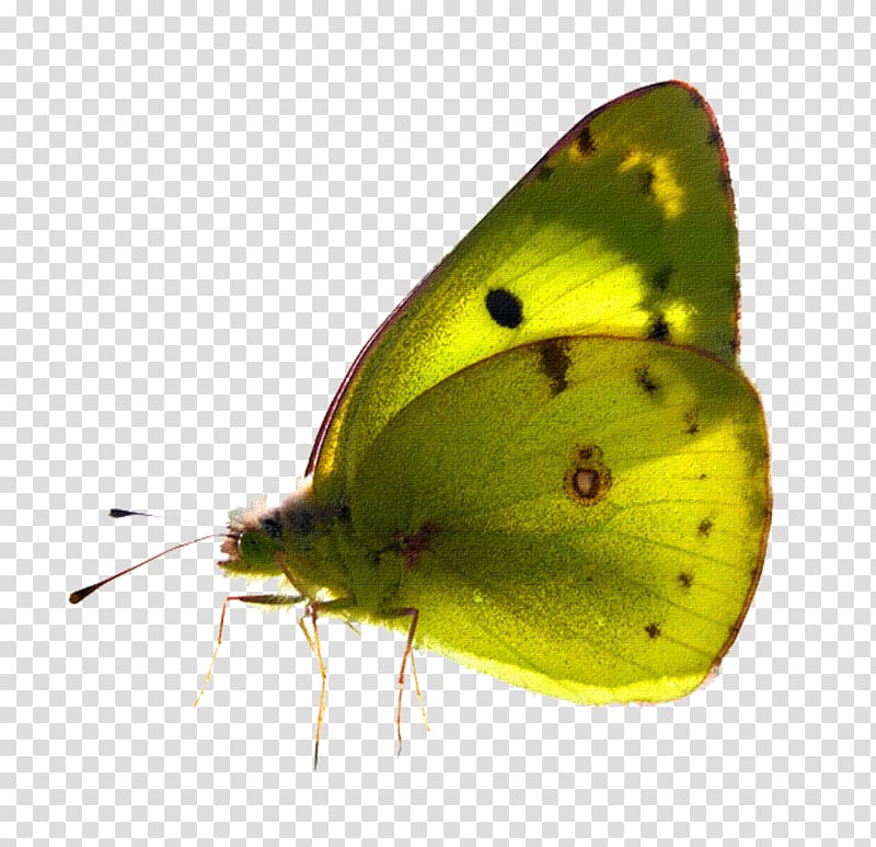 Butterfly Desktop Pollinator , gurdwara transparent background PNG clipart