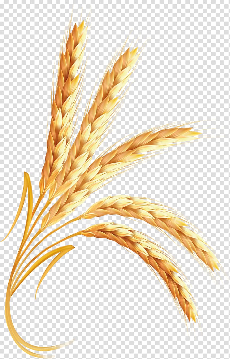Emmer , Wheat transparent background PNG clipart
