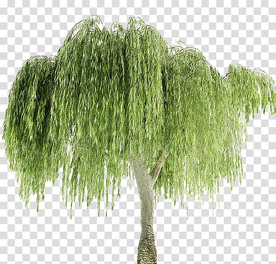 Weeping willow Weeping tree Plant Leaf, tree transparent background PNG