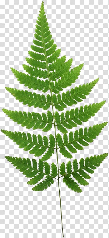Fern Burknar Leaf Plant stem, Leaf transparent background PNG clipart