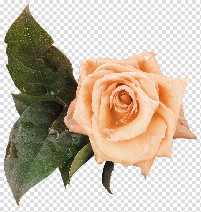 Beach rose Golden Celebration Rosa gallica Garden roses, Golden Rose leaves transparent background PNG clipart