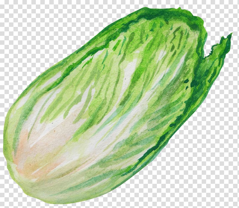 Chinese cabbage Leaf vegetable, Hand painted cabbage transparent background PNG clipart