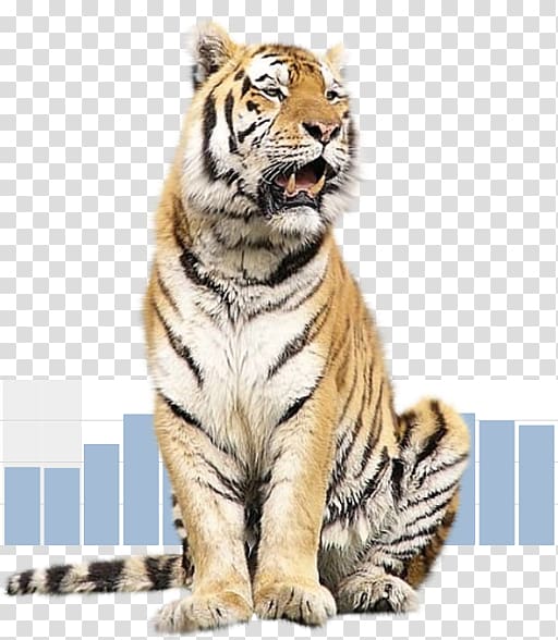 Tiger Animal Malayan cat, tiger transparent background PNG clipart