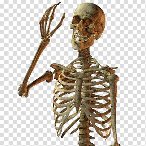 Human skeleton Skull Bone, Skeleton transparent background PNG clipart