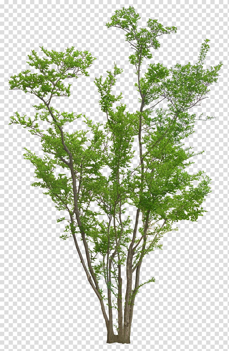 green trees, Tree Autumn Plant, Luxuriant trees transparent background PNG clipart