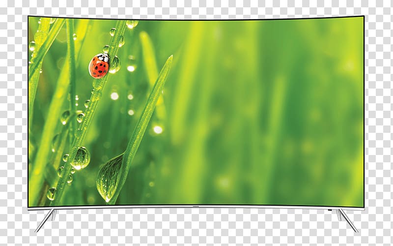 Ladybird beetle Little ladybugs , spring promotion transparent background PNG clipart