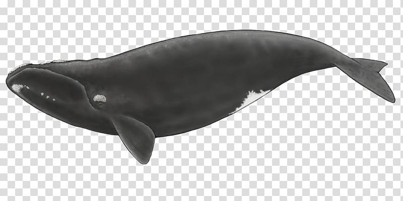 Cetacea Toothed whale North Atlantic right whale North Pacific right whale Southern right whale, others transparent background PNG clipart