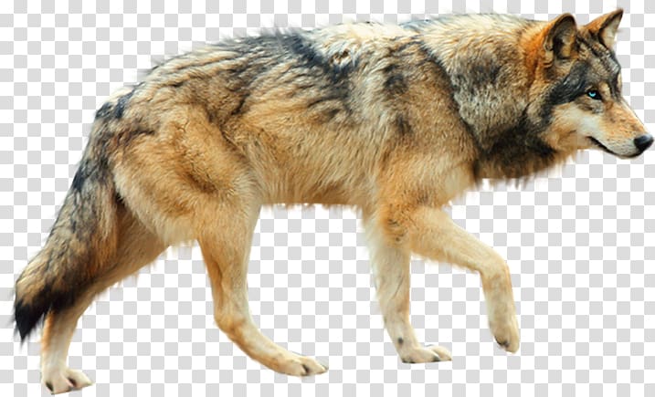 Dog Arctic wolf Coyote, Sign Wolf transparent background PNG clipart