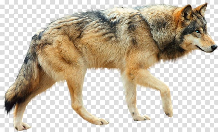 sign wolf transparent background PNG clipart