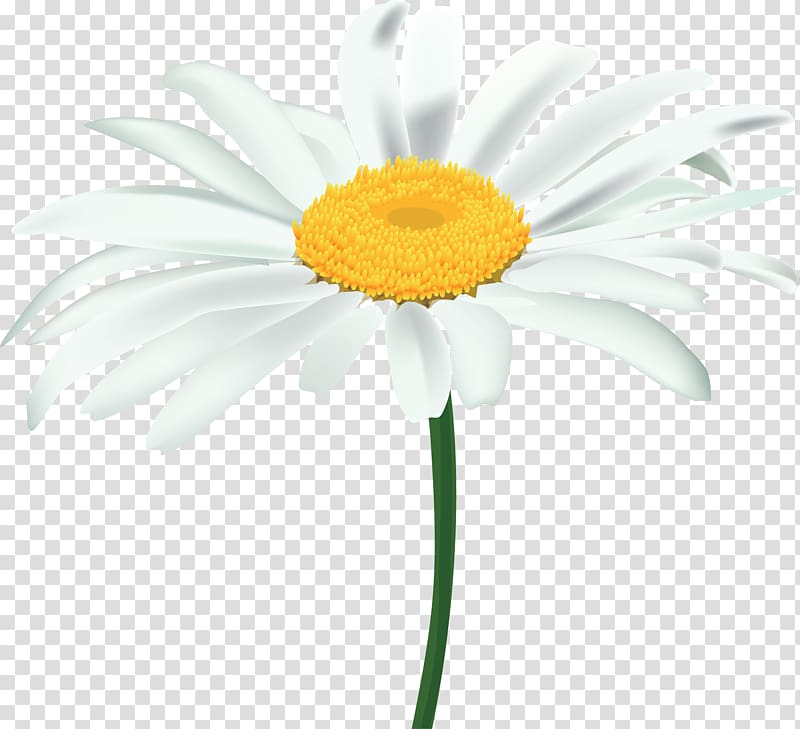 Common daisy Oxeye daisy , chamomile transparent background PNG clipart