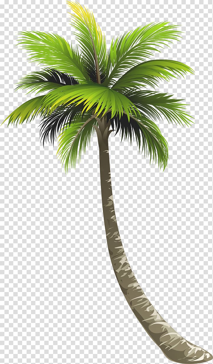 palm tree, Ernakulam Royal Palm Beach Arecaceae Lake Worth Coconut, coconut tree transparent background PNG clipart